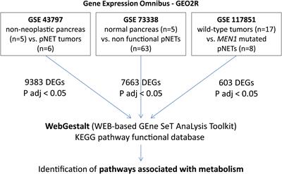 Metabolism of pancreatic neuroendocrine tumors: what can omics tell us?